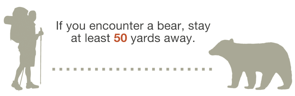 Bear Encounters Keep Bears Wild