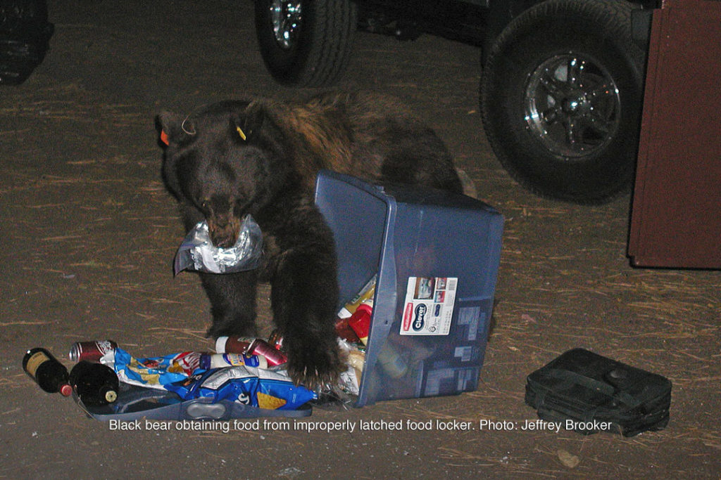 Food Storage Keep Bears Wild