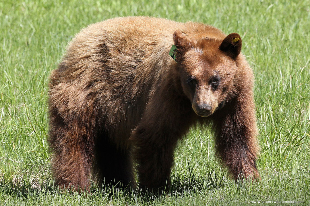 Out of the Campsite and onto the Road: One Bear's Struggle to Survive Alongside Park Visitors ...