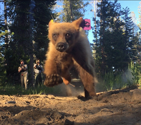 bear cub running toward camera