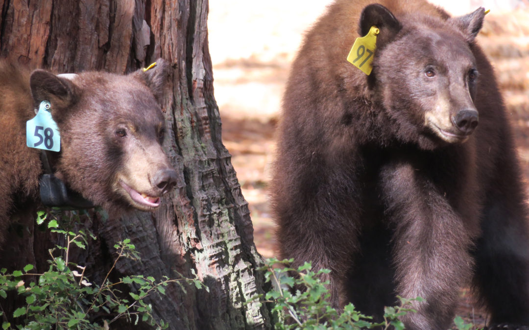 How Technology Has Helped Yosemite’s Human-Bear Management Program Hit All-Time Low Bear Incidents