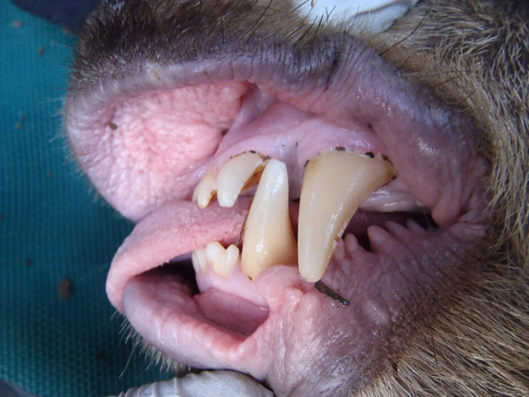 canine worn teeth