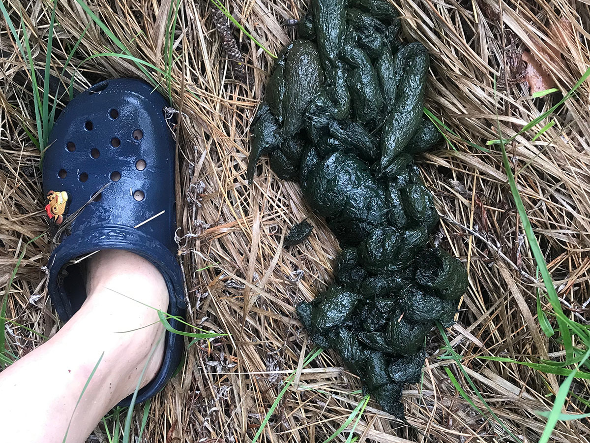 mountain lion scat