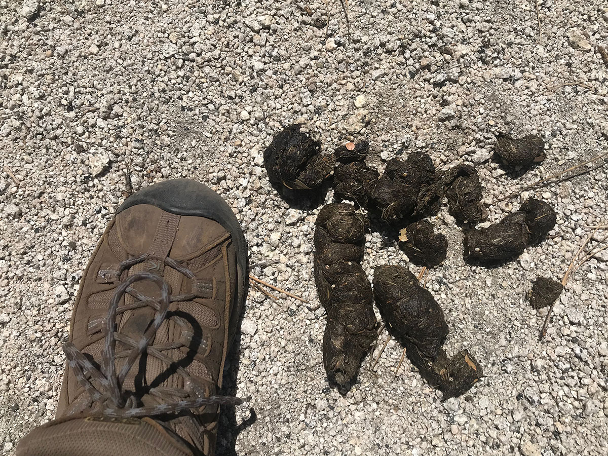 Bear Poop Identification