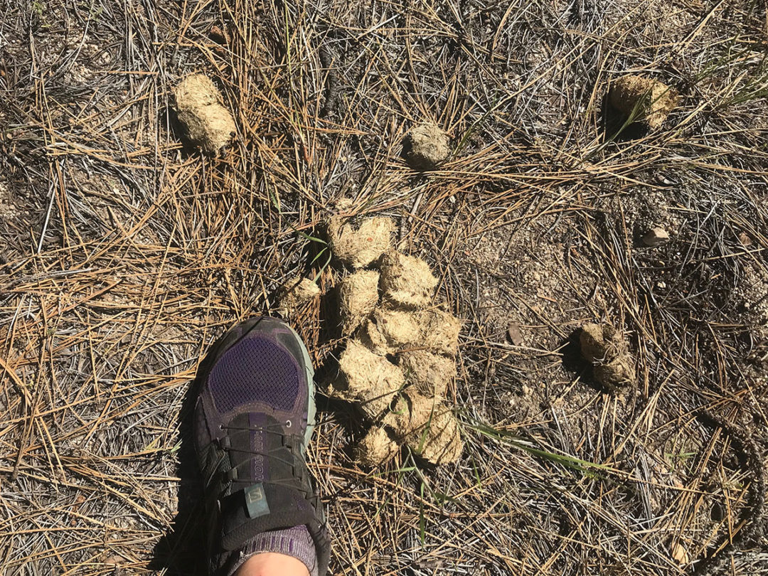 The Scoop On Bear Poop Yosemite National Park Us National Park