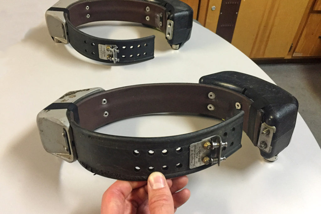 Bear Tracker Keep Bears Wild