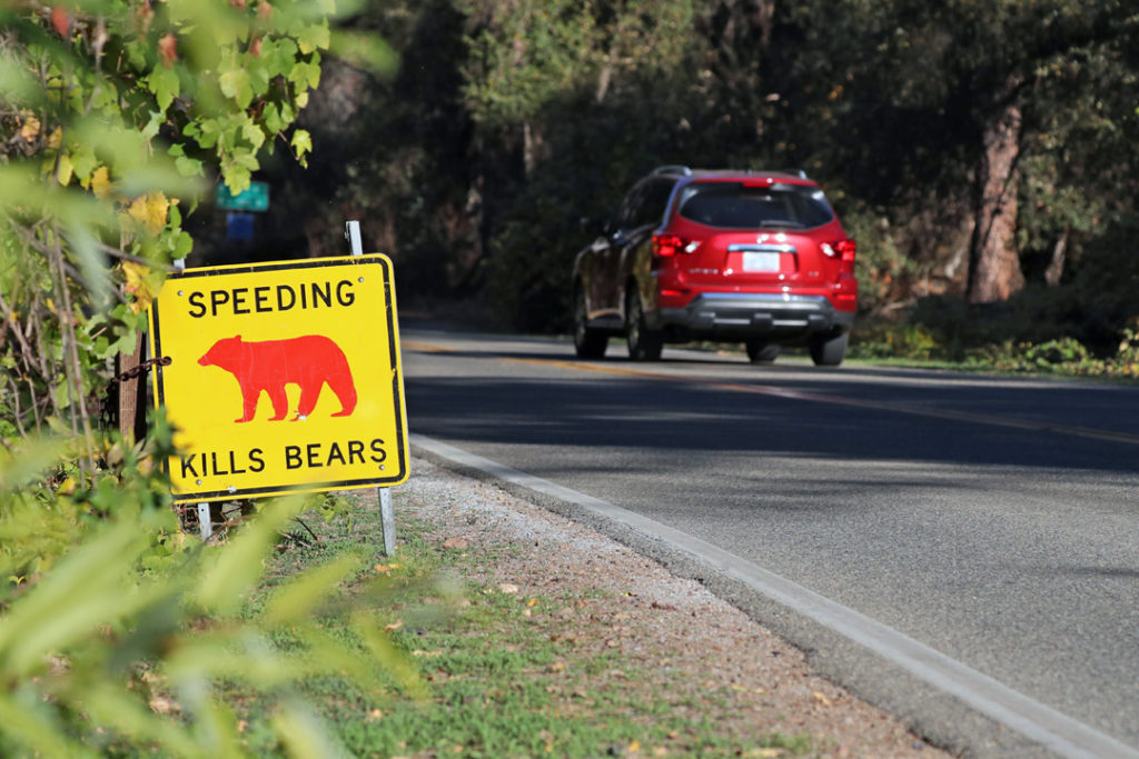 Bear Tracker Keep Bears Wild