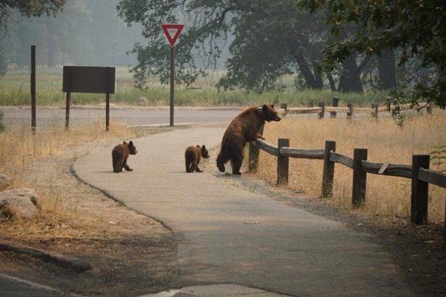 Empty Yosemite – Bears Take Back Yosemite Valley During the Ferguson Fire