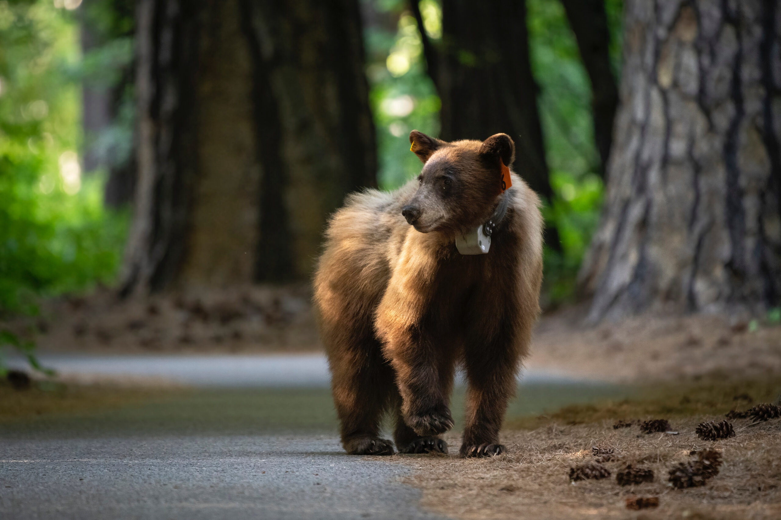 An American black bear walks on a paved path with large conifers in the background. The bear has a GPS collar around its neck and identifying tags in both ears.