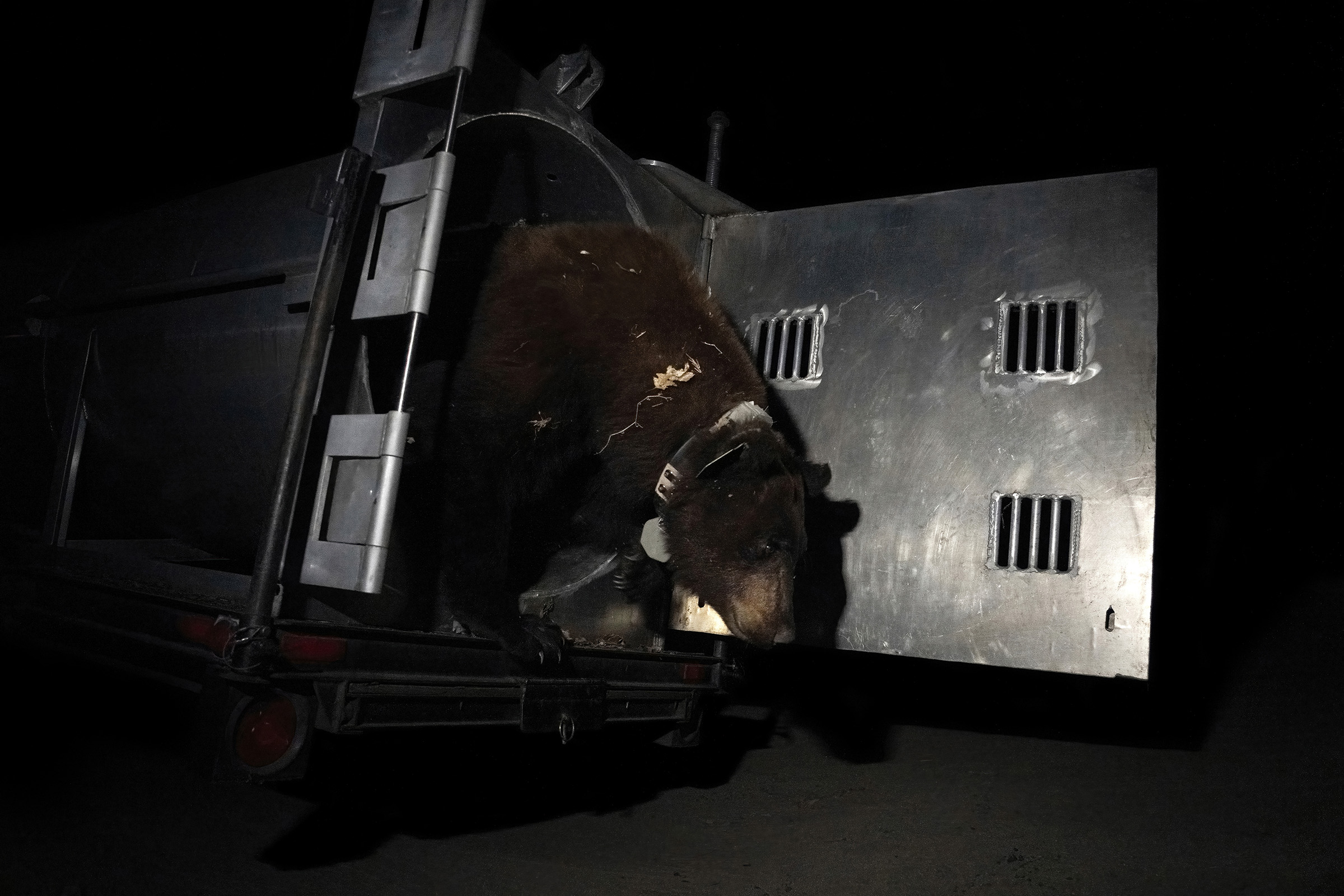 A large bear emerges from an open trap wearing a GPS collar.