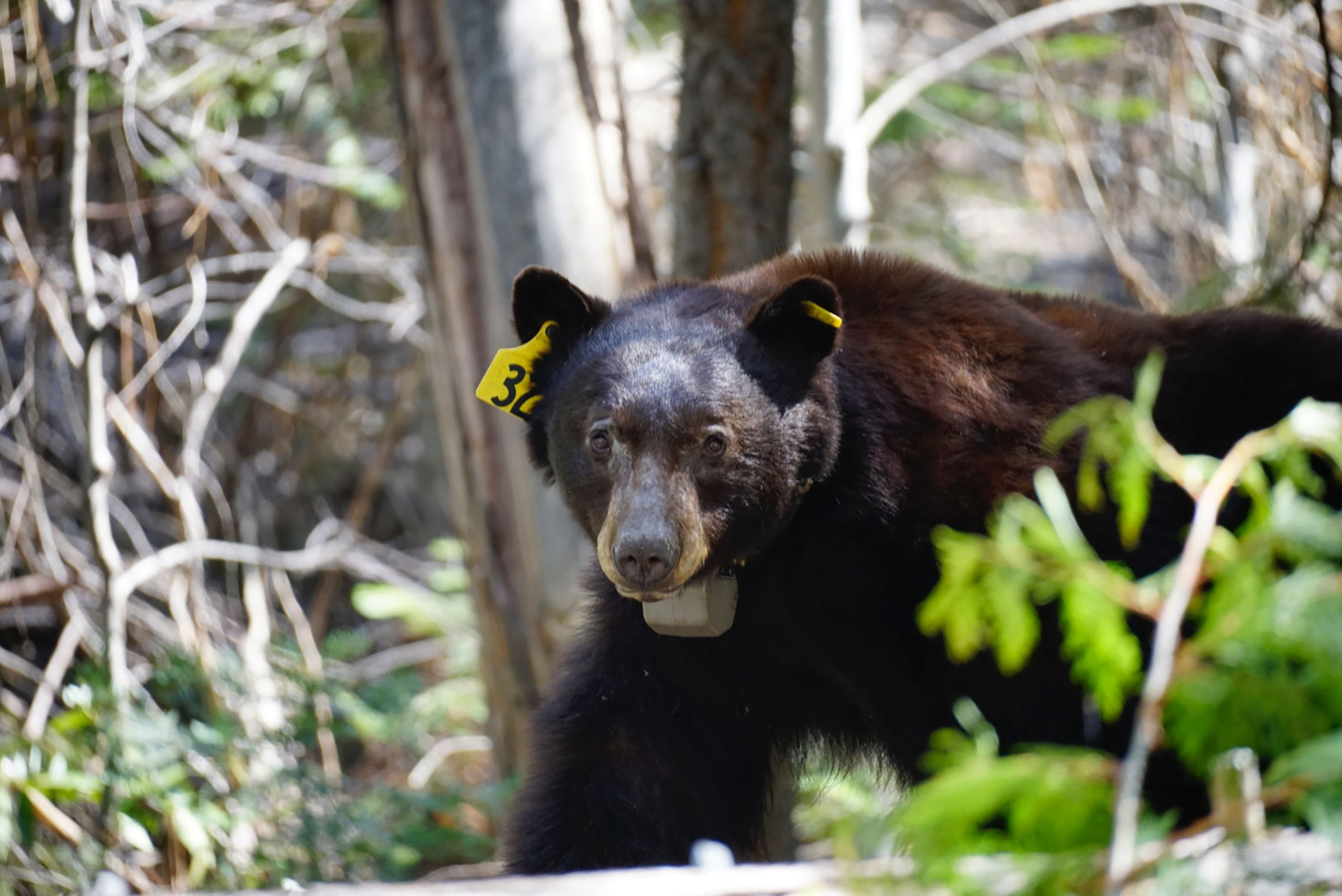 A dark colored bear with a collar and ear tags in both ears stands in the forest.