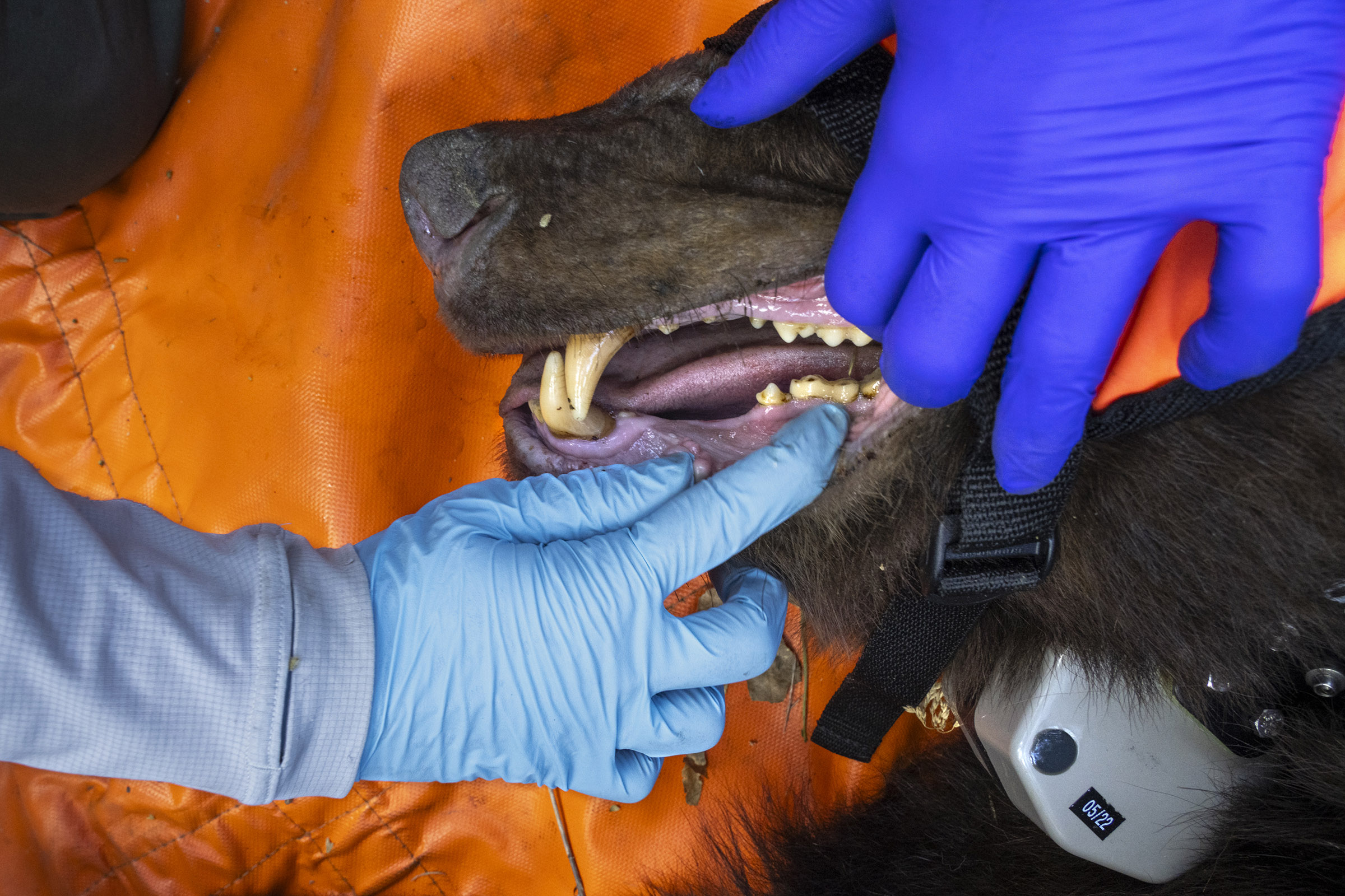 Two hands hold open an anesthetized bear's mouth to observe the bear's teeth.