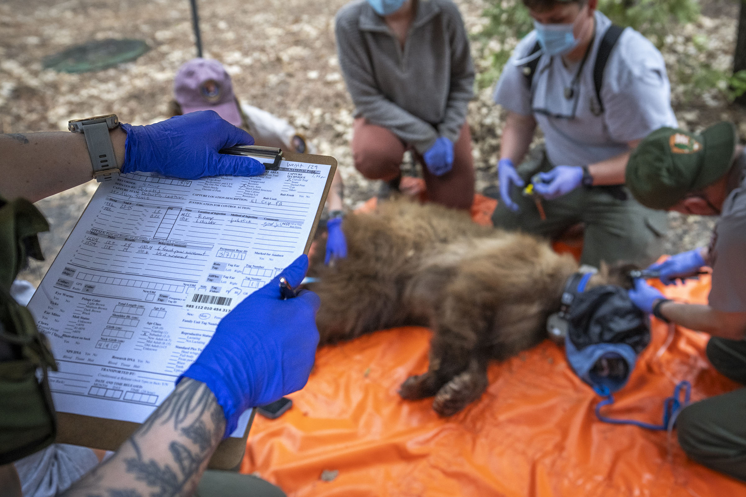 Multiple biologists kneel around an anesthetized bear laying on an orange tarp.