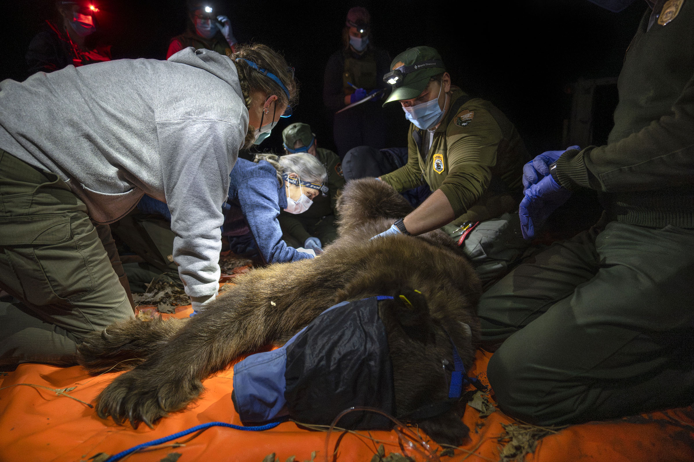 Multiple biologists kneel around an anesthetized bear laying on an orange tarp.