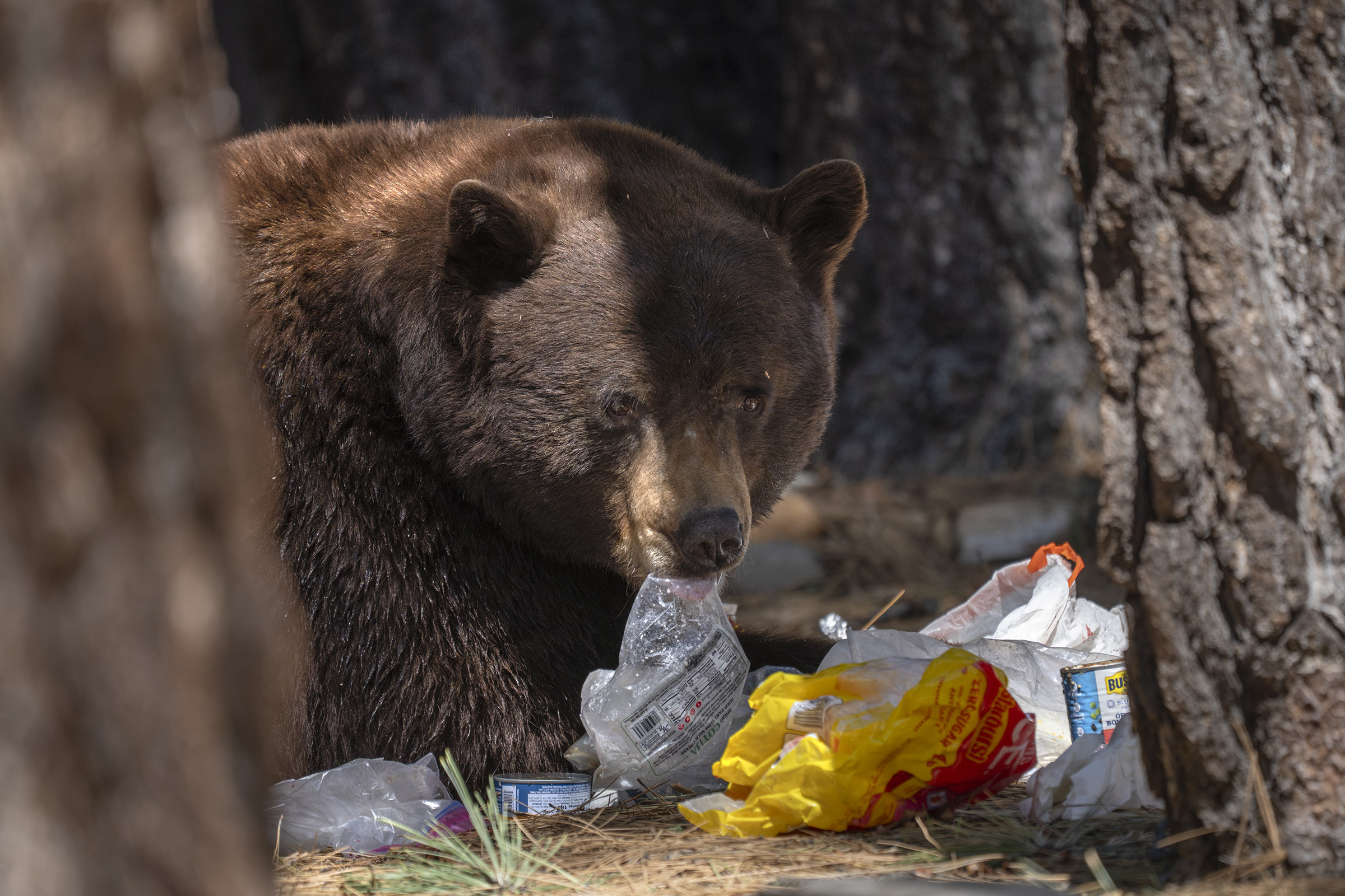 A large American black bear laying down eating garbage.