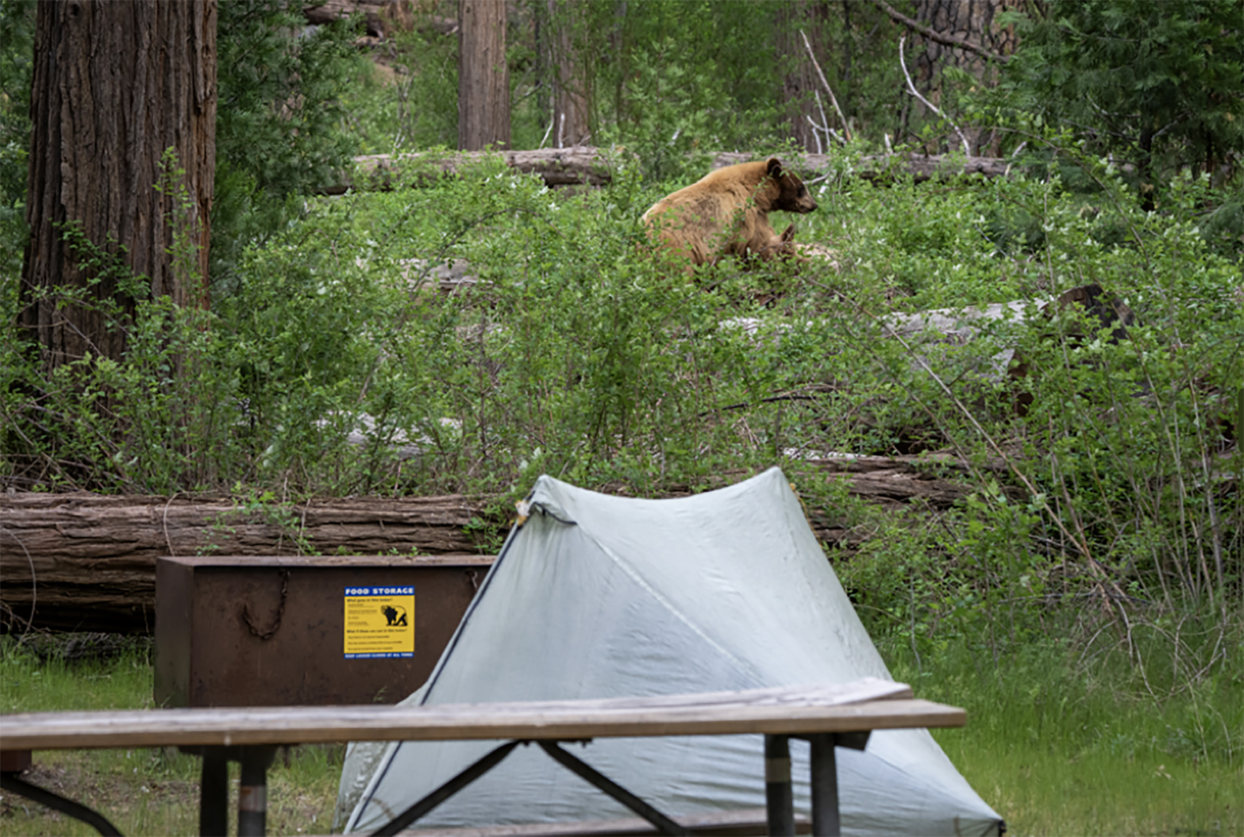 A bear and her cub on a log behind a campsite with a tent and a bear-resistant food storage locker.